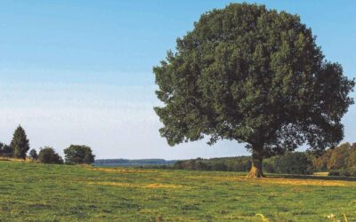 Xellina blagovna znamka toplotne izolacije Multipor je postala ogljično nevtralna